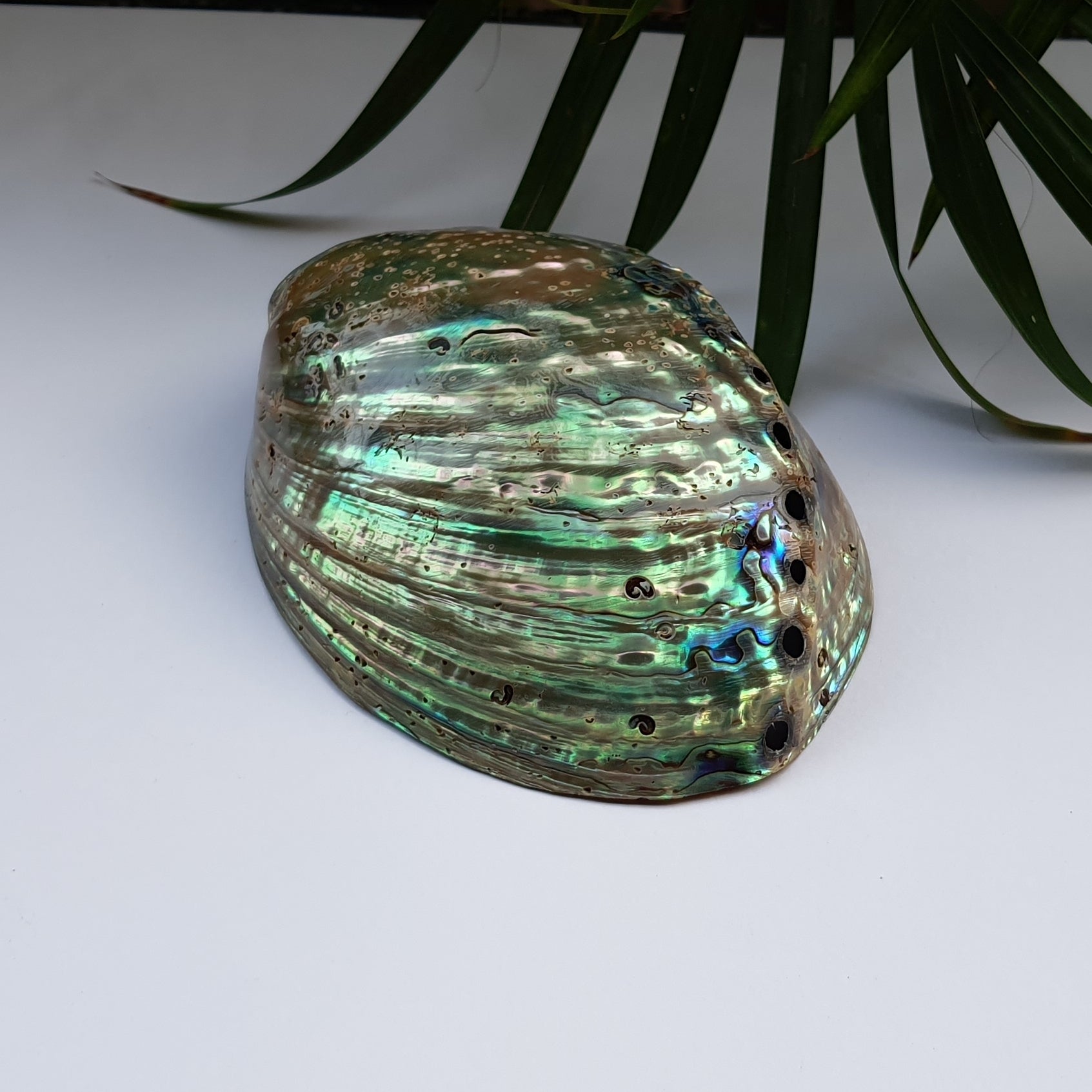 Abalone Shell (4.5 inches) (AS-03)