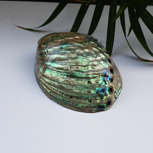 Abalone Shell (4.5 inches) (AS-03)