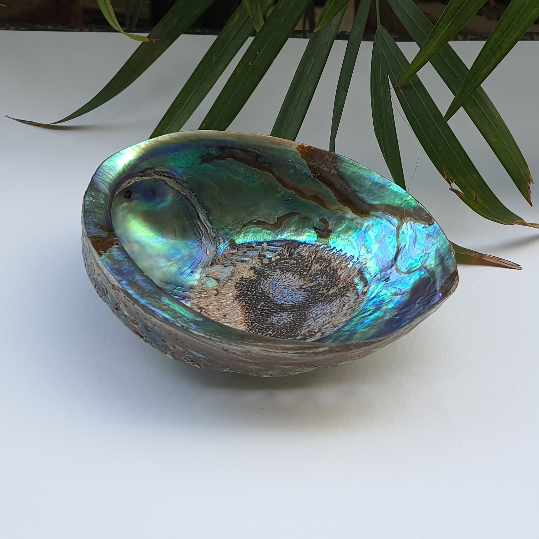 Abalone Shell (4.5 inches) (AS-03)