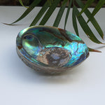 Load image into Gallery viewer, Abalone Shell (4.5 inches) (AS-03)
