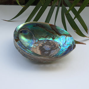 Abalone Shell (4.5 inches) (AS-03)