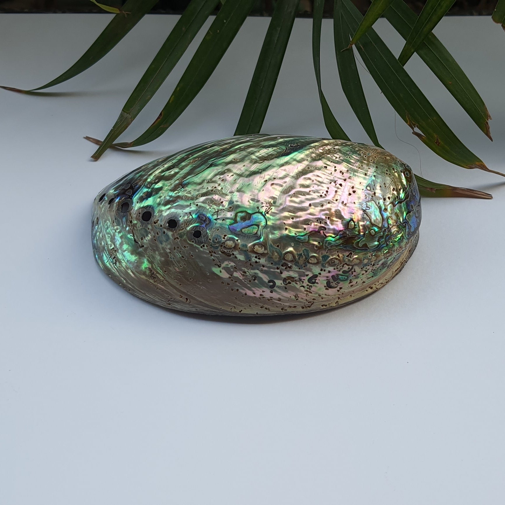 Abalone Shell (4.5 inches) (AS-03)