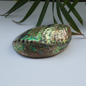 Abalone Shell (4.5 inches) (AS-04)