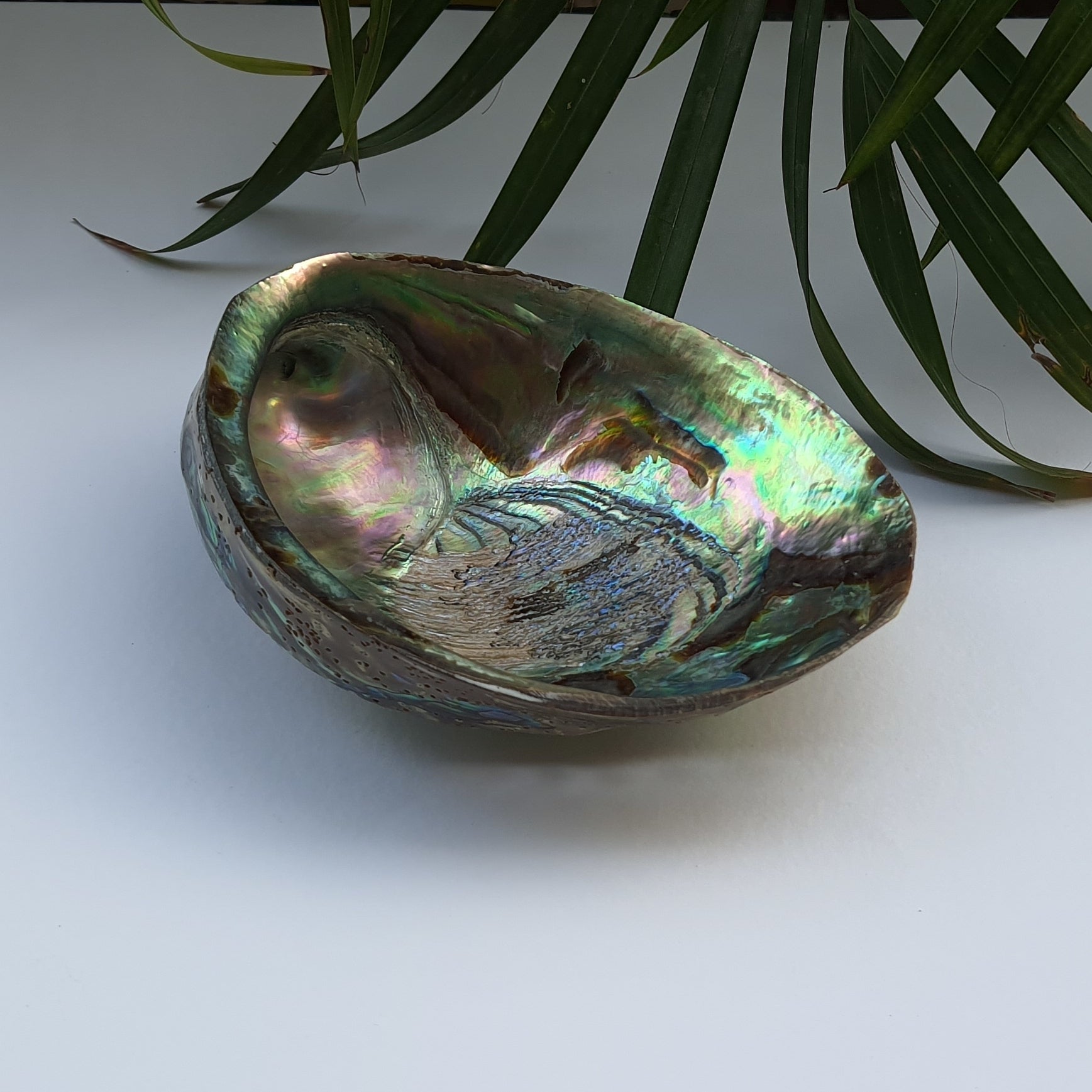 Abalone Shell (4.5 inches) (AS-04)