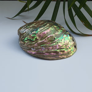 Abalone Shell (4.5 inches) (AS-04)