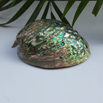 Load image into Gallery viewer, Abalone Shell (4.5 inches) (AS-06)
