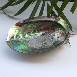 Abalone Shell (4.5 inches) (AS-06)