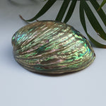 Load image into Gallery viewer, Abalone Shell (4.5 inches) (AS-07)
