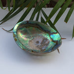 Load image into Gallery viewer, Abalone Shell (4.5 inches) (AS-07)

