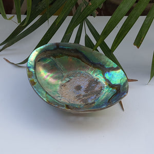Abalone Shell (4.5 inches) (AS-07)