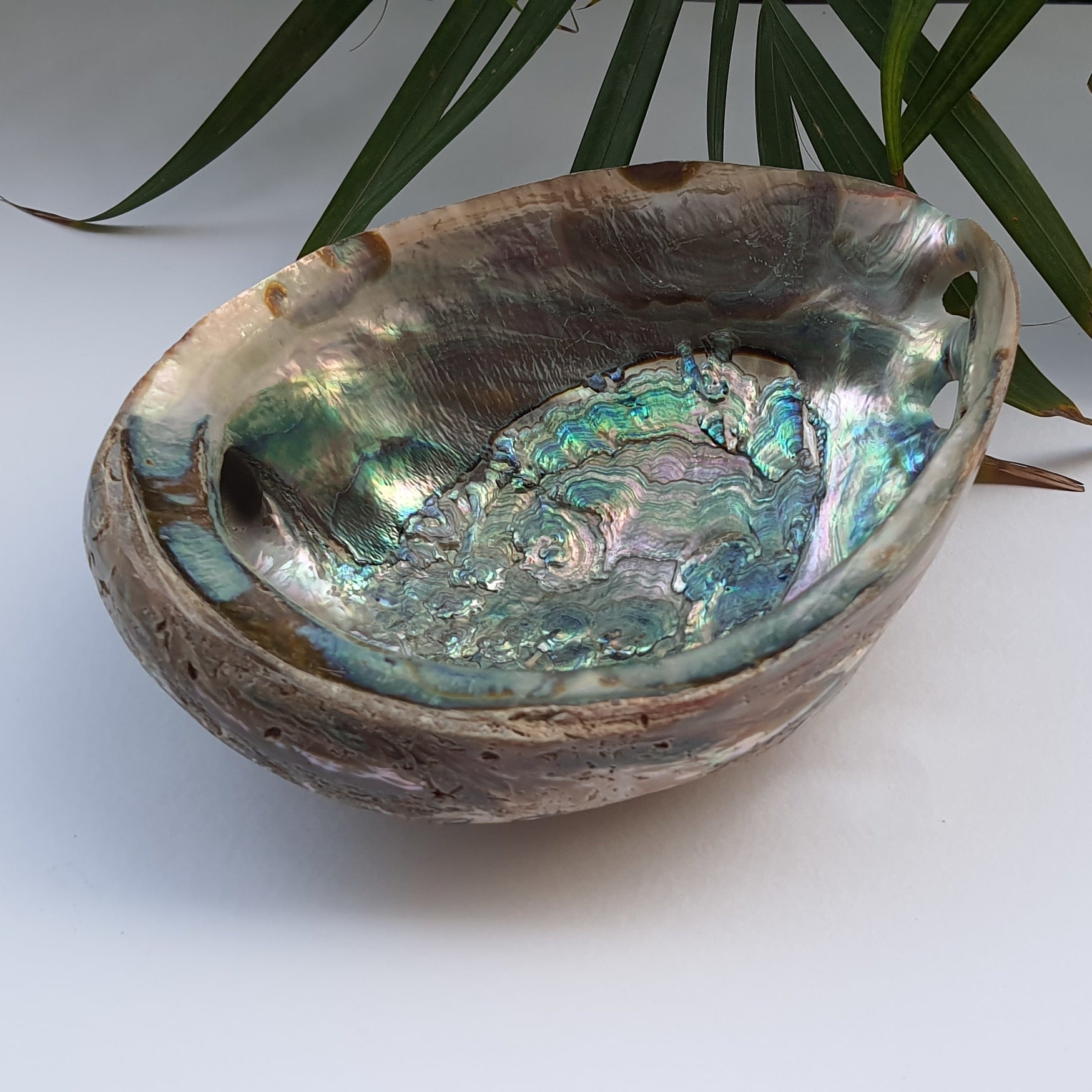 Abalone Shell (5.5 inches) (AS-01)