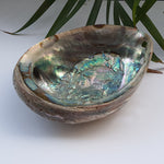 Load image into Gallery viewer, Abalone Shell (5.5 inches) (AS-01)
