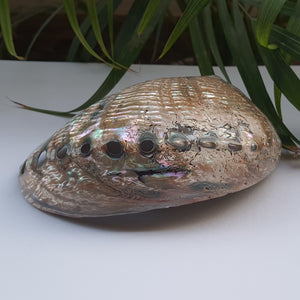 Abalone Shell (5.5 inches) (AS-01)