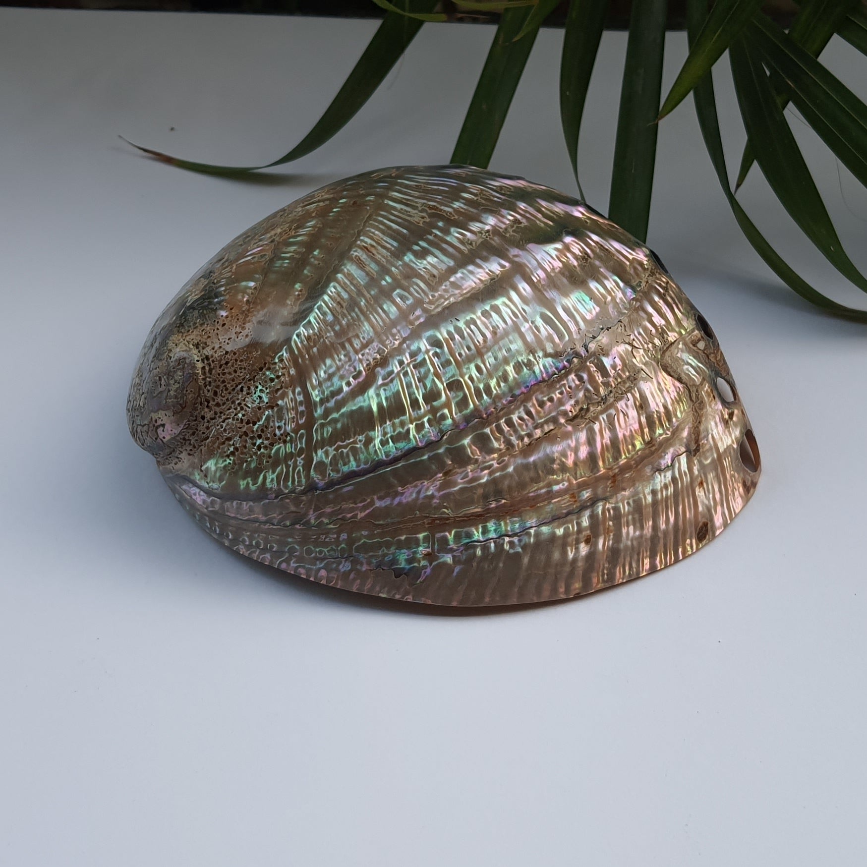 Abalone Shell (5.5 inches) (AS-02)