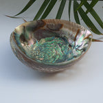 Load image into Gallery viewer, Abalone Shell (5.5 inches) (AS-02)

