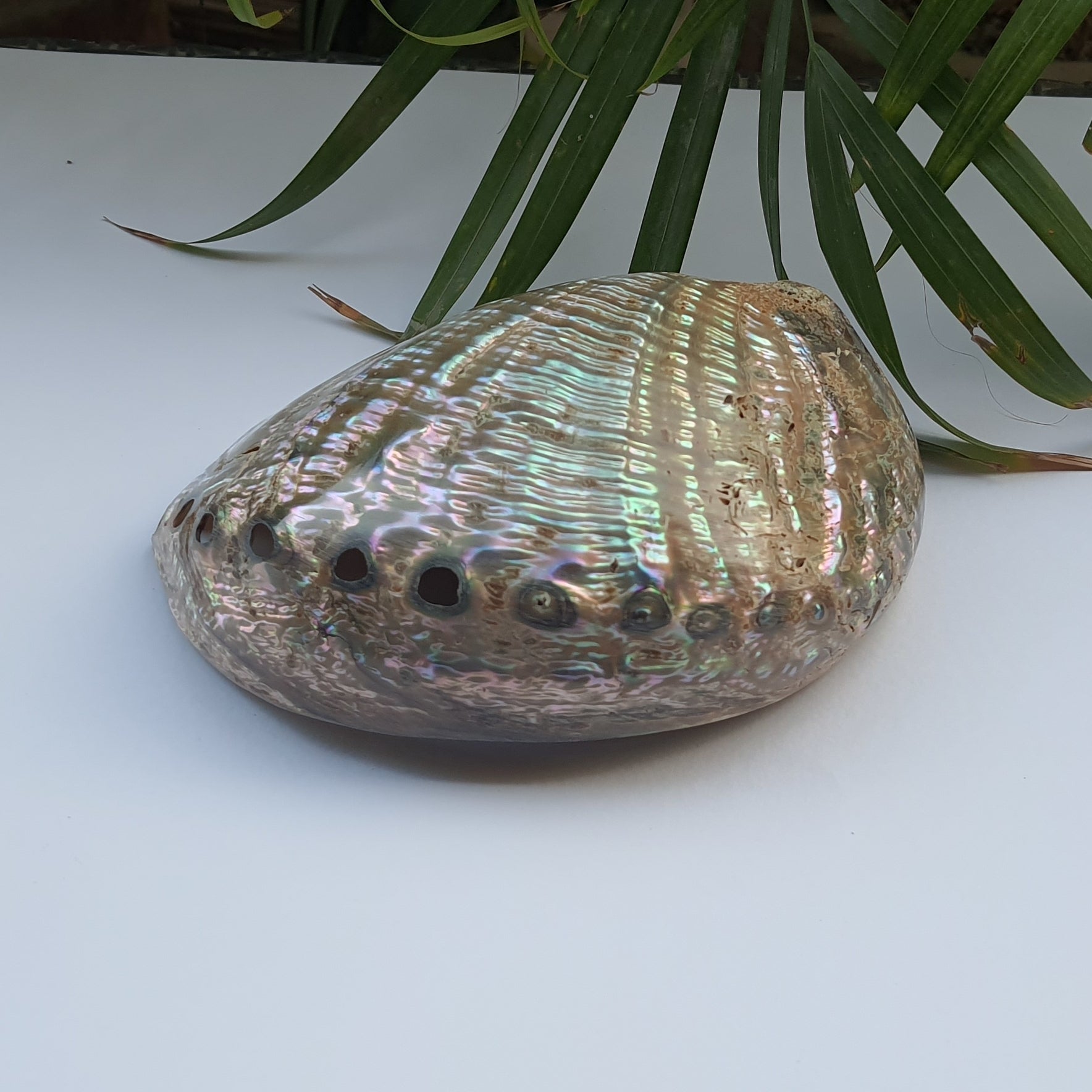 Abalone Shell (5.5 inches) (AS-02)